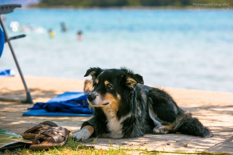 Urlaub mit Hund in Kroatien Einreisebestimmungen, Hundestrände
